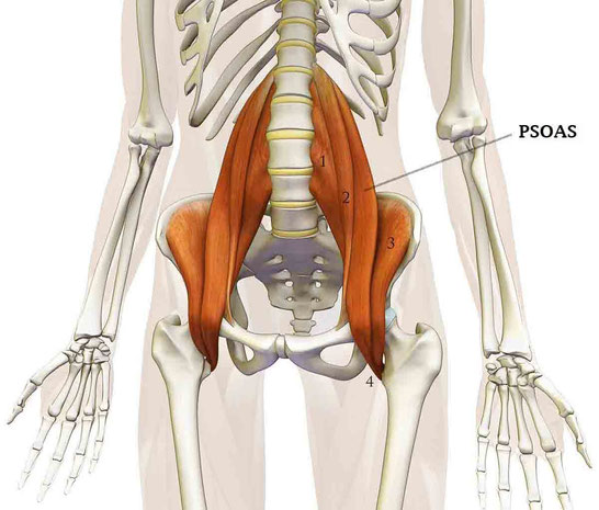 Muscle Ilio-psoas: Anatomie - Studio 3S