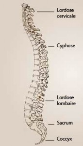 colonne vertebrale, 3S